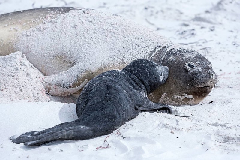 Sea lion with pup
