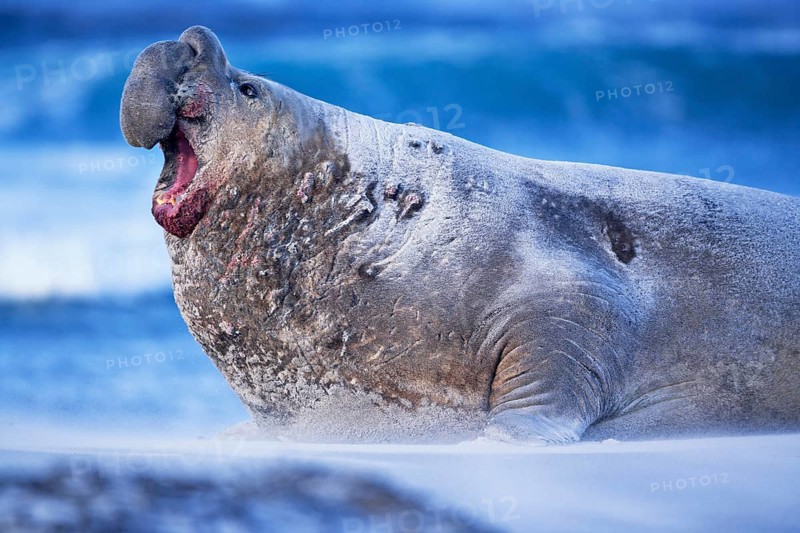 A Southern elephant seal (Mirounga leonina) male