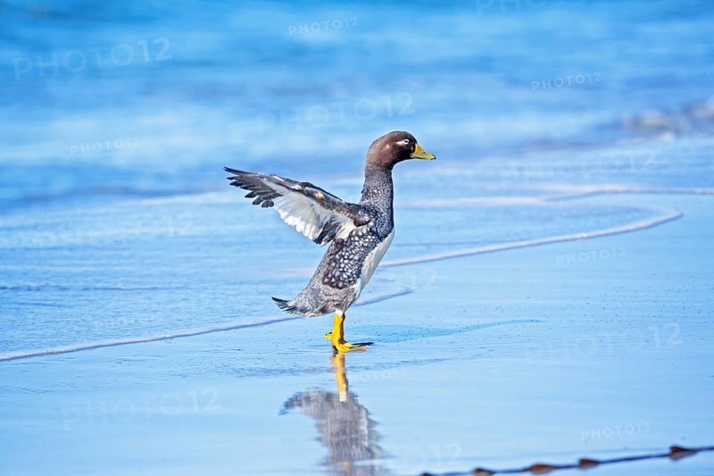 Steamer duck (Tachyeres brachypterus)