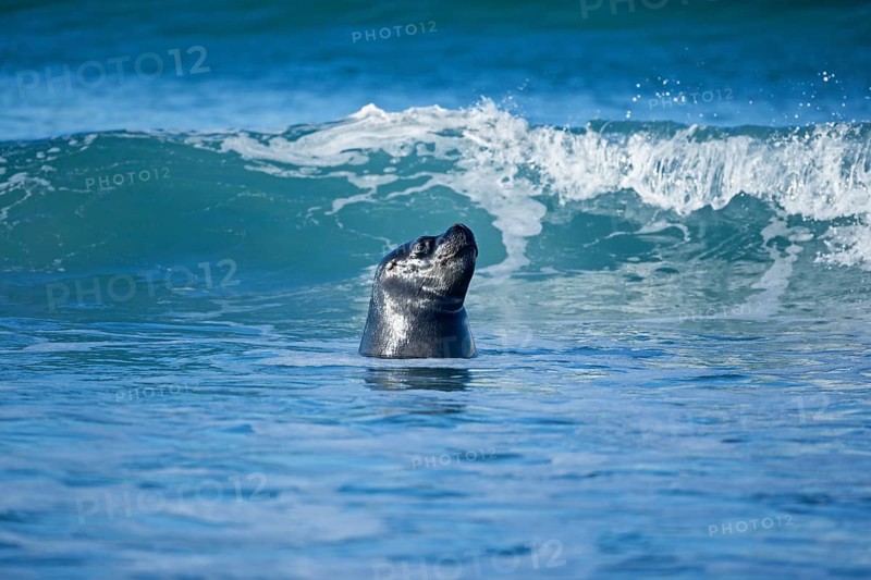 A southern sea lion (Otaria flavescens) swimming