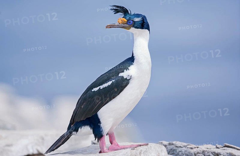 King cormorant