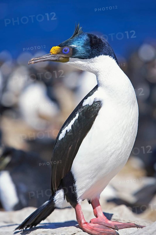 King cormorant