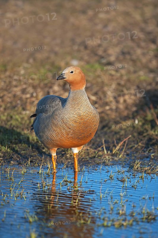 Adult ruddy-headed goose (Chloephaga rubidiceps)