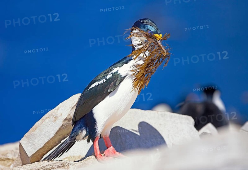 King cormorant (Phalacrocorax atriceps) with seaweed in beak