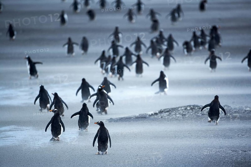 Gentoo Penguins (Pygoscelis papua) walking through a sandstorm