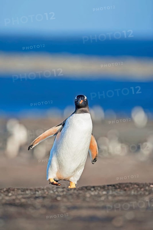 Gentoo penguins (Pygoscelis papua papua) walking