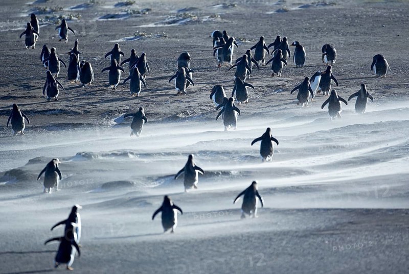 Gentoo Penguins (Pygoscelis papua) walking through a sandstorm