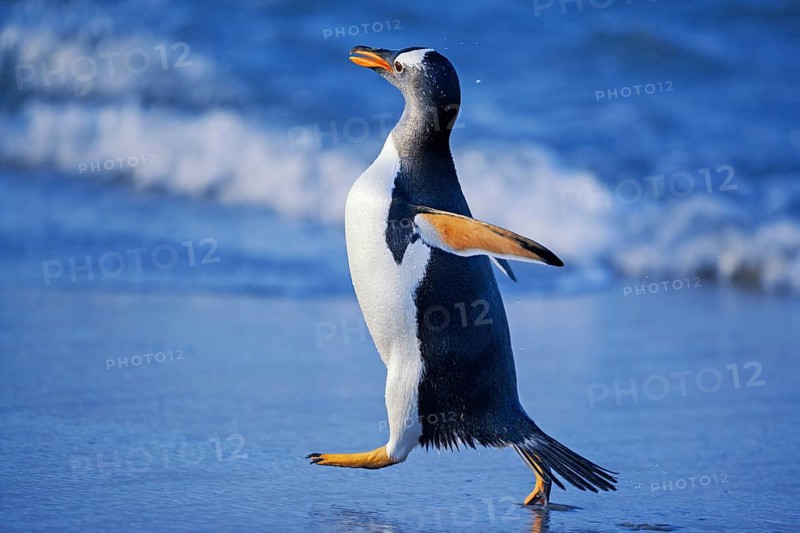 Gentoo penguin (Pygoscelis papua papua) walking at beach