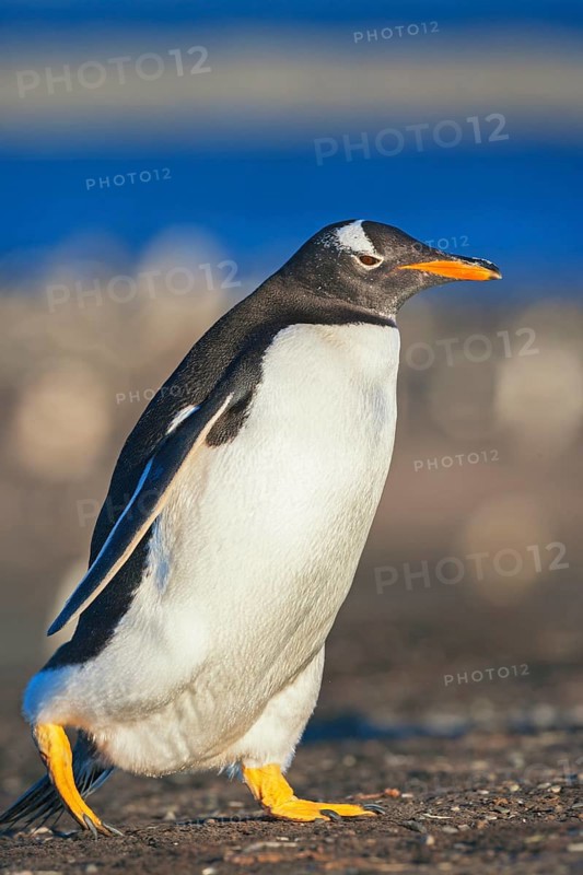 Gentoo penguin (Pygoscelis papua papua) walking