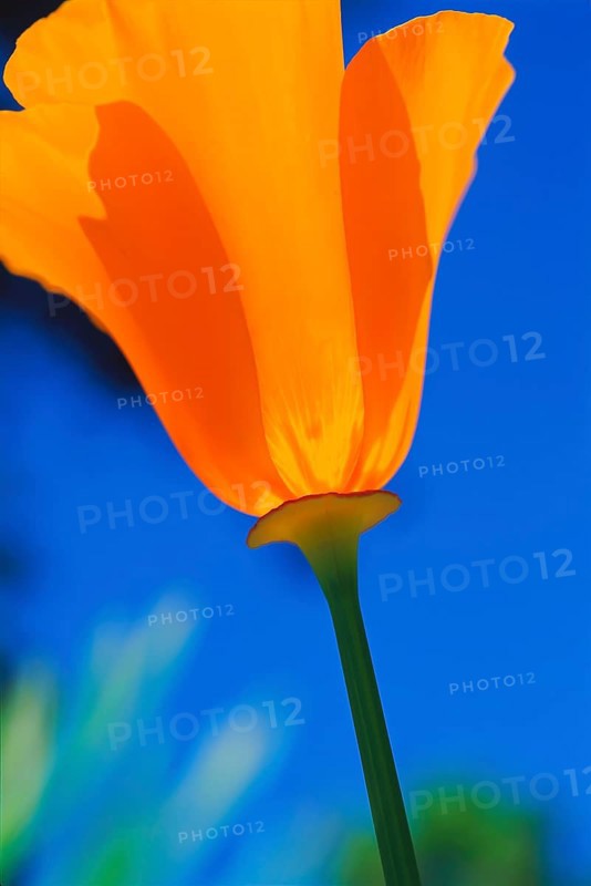 Close-up of a California poppy (Eschscholzia californica)