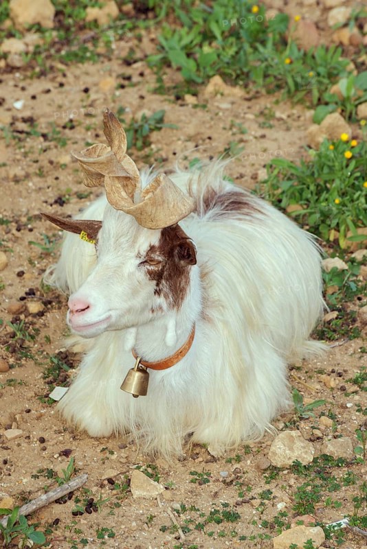 Girgentana goat (Capra aegagrus hircus)