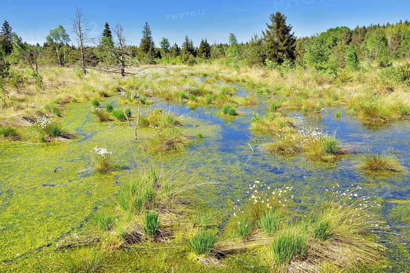Tussock cottongrass (Eriophorum vaginatum)with dead pines and peat moss (Spagunm sp.)