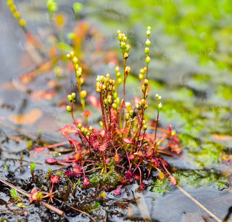 Oblong-leaved sundew (Drosera intermedia) with panicles in a moor pond