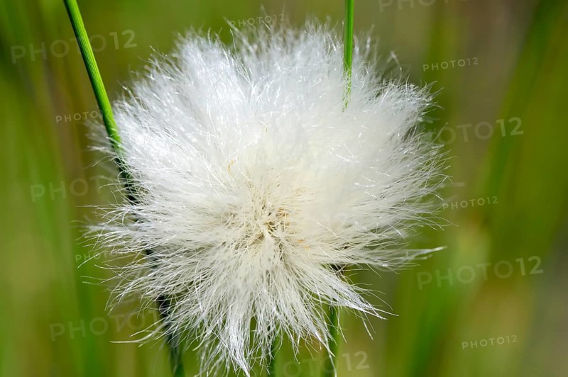Flowering hare's-tail cottongrass (Eriophorum vaginatum) Detail view in moorland