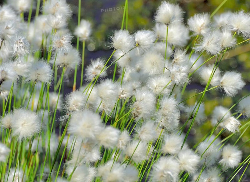 Flowering hare's-tail cottongrass (Eriophorum vaginatum) in moorland