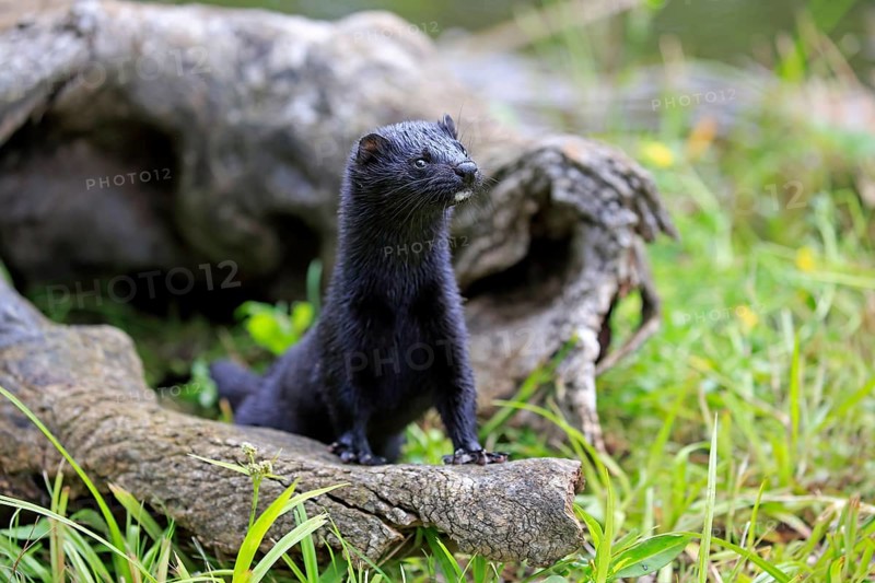 American Mink (Mustela vison)