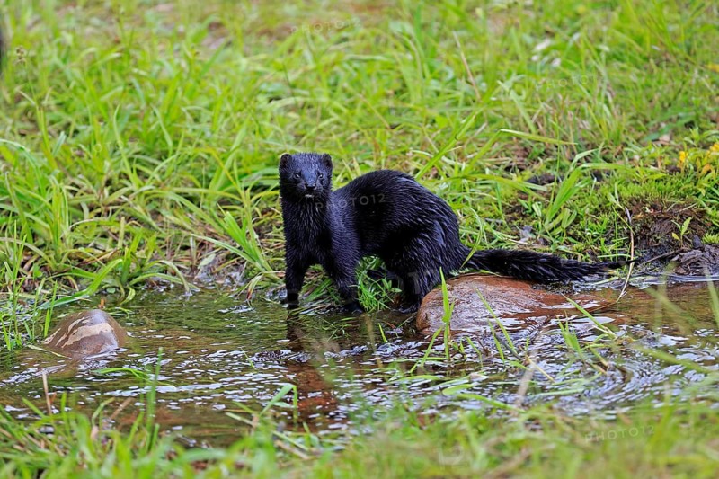 American Mink (Mustela vison)