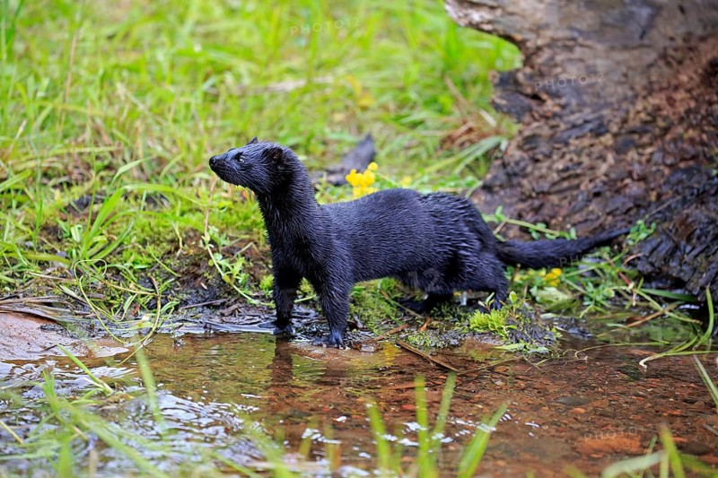 American Mink (Mustela vison)