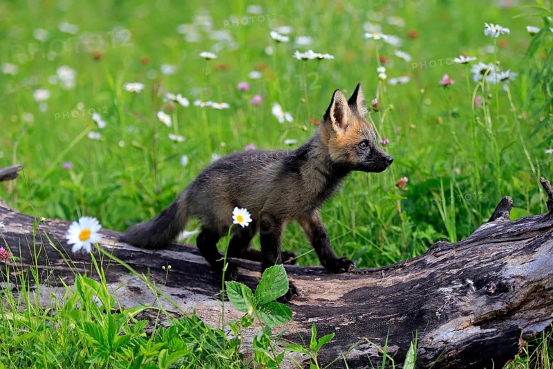 Eastern American Red Fox (Vulpes vulpes fulvus)