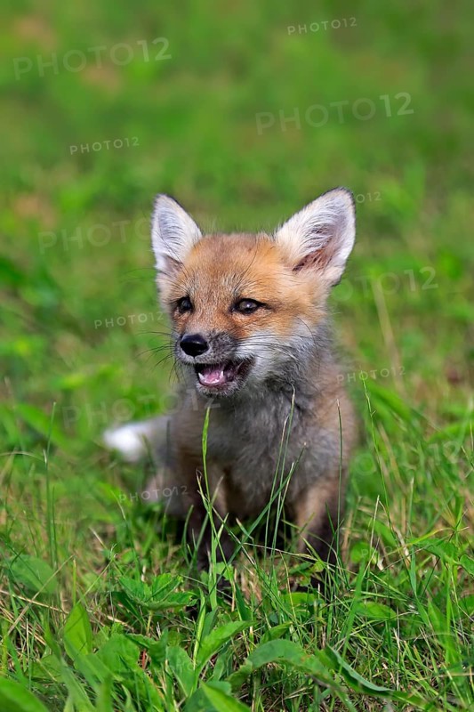 Eastern American Red Fox (Vulpes vulpes fulvus)