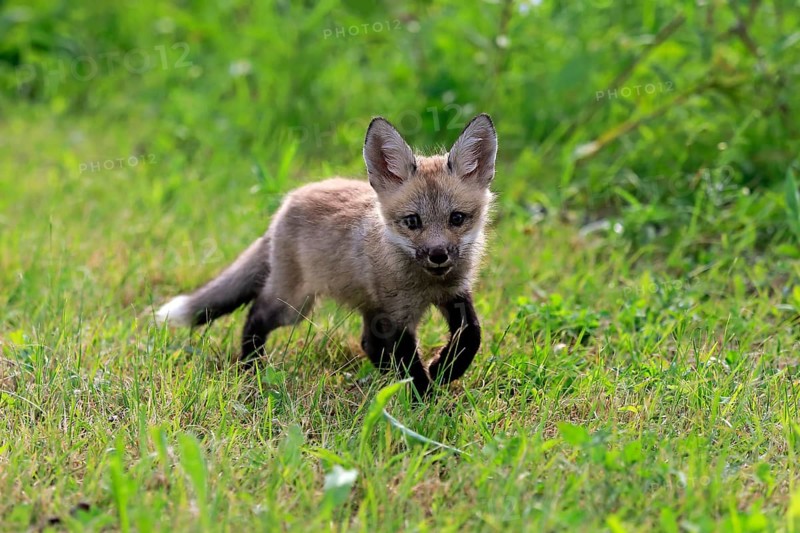 Eastern American Red Fox (Vulpes vulpes fulvus)