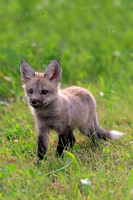Eastern American Red Fox (Vulpes vulpes fulvus)