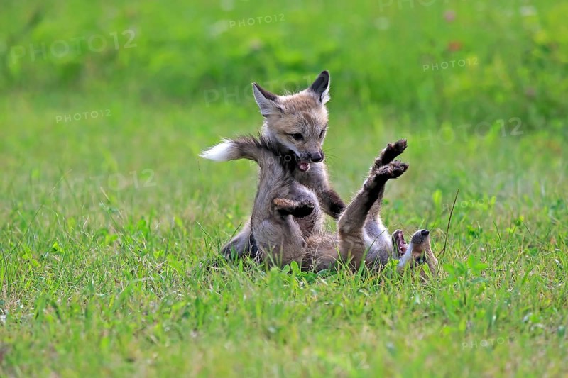 American red foxes (Vulpes vulpes fulvus)