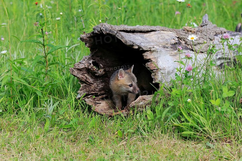 Gray fox (Urocyon cinereoargenteus)