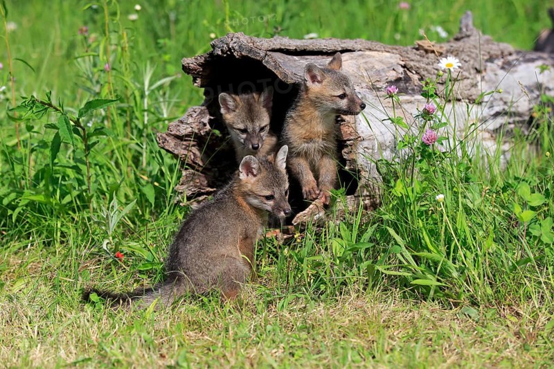 Gray foxes (Urocyon cinereoargenteus)