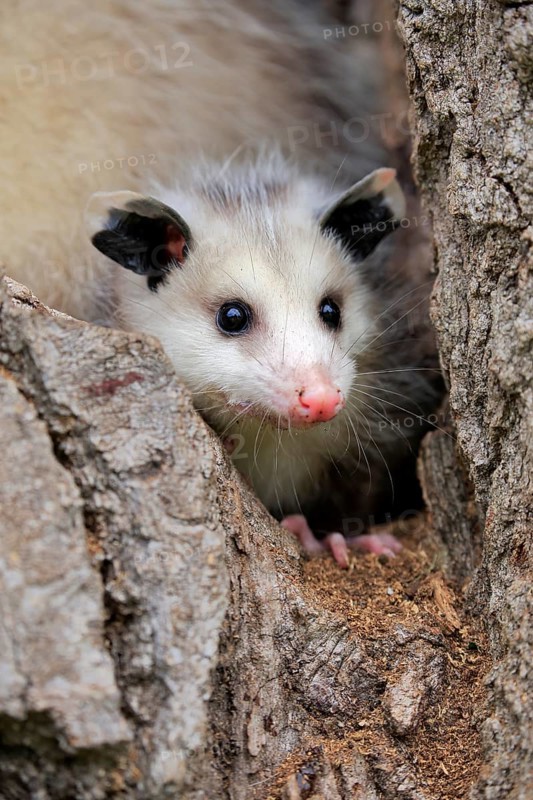 Virginia Opossum (Didelphis virginiana)