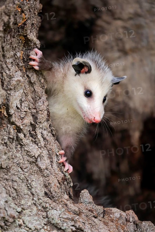 Virginia Opossum (Didelphis virginiana)