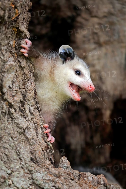 Virginia Opossum (Didelphis virginiana)