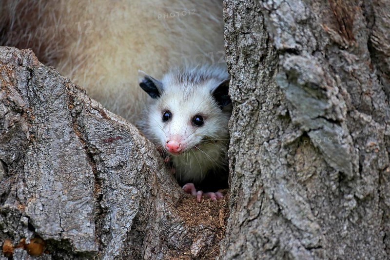 Virginia Opossum (Didelphis virginiana)