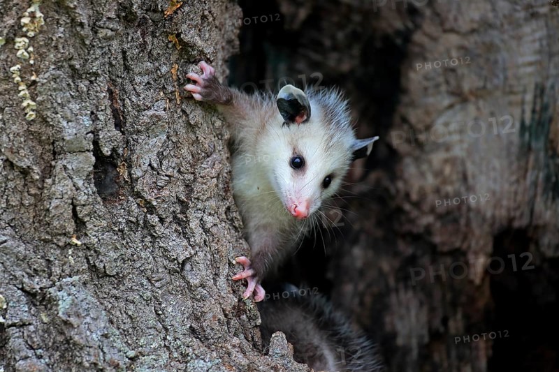 Virginia Opossum (Didelphis virginiana)