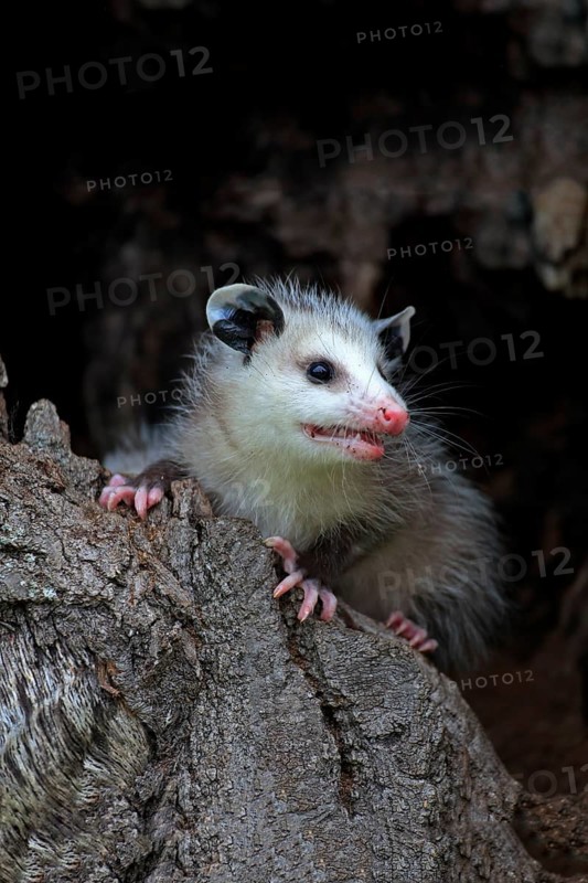 Virginia Opossum (Didelphis virginiana)