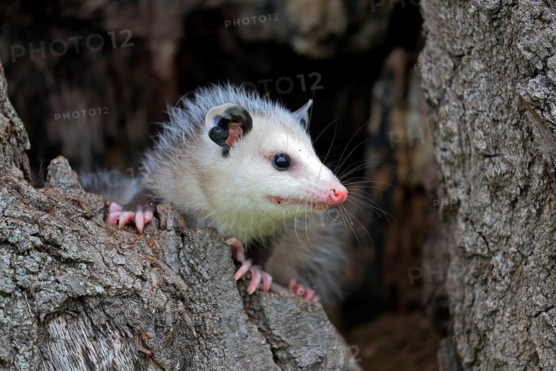 Virginia Opossum (Didelphis virginiana)