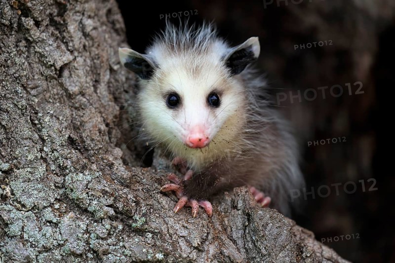 Virginia Opossum (Didelphis virginiana)