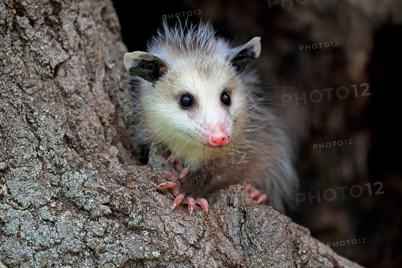 Virginia Opossum (Didelphis virginiana)