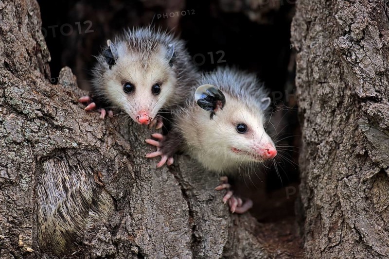 Virginia Opossum (Didelphis virginiana)
