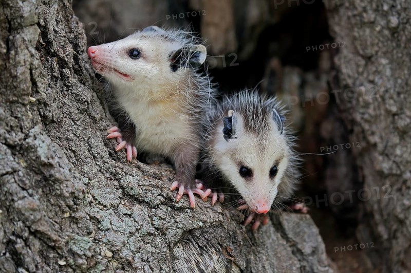 Virginia Opossum (Didelphis virginiana)