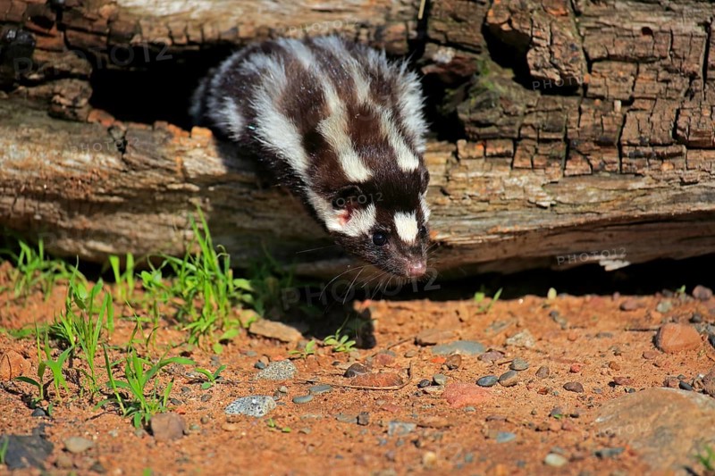 Eastern spotted skunk (Spilogale putorius) looks out of rotten trunk
