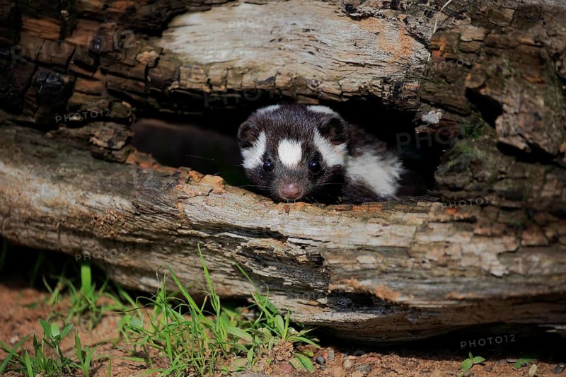 Eastern spotted skunk (Spilogale putorius) looks out of rotten trunk
