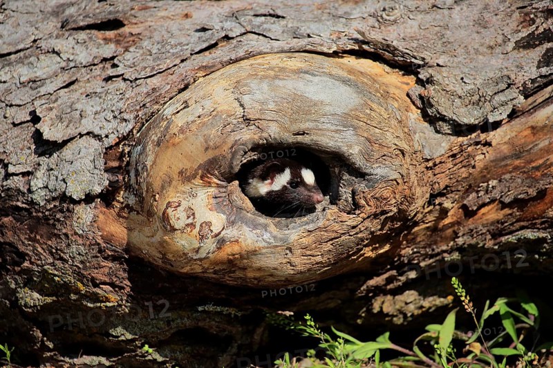Eastern spotted skunk (Spilogale putorius) looks out of rotten trunk