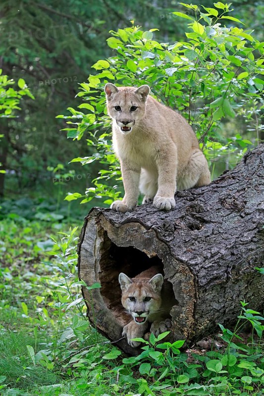 Two cougars (Puma concolor)