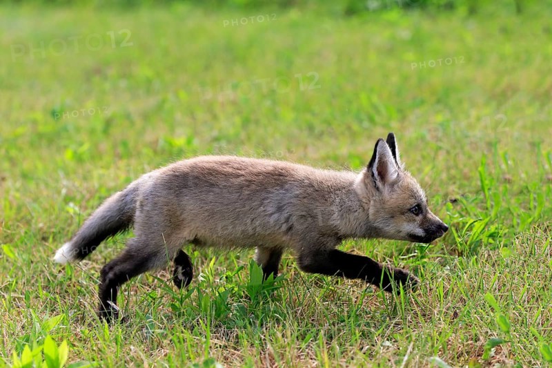 Eastern American Red Fox (Vulpes vulpes fulvus)
