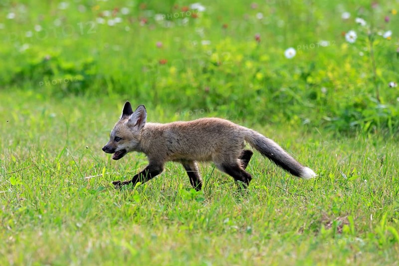 Eastern American Red Fox (Vulpes vulpes fulvus)