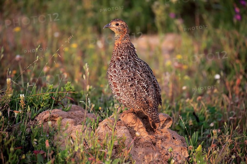 Grey-winged francolin (Francolinus africanus)