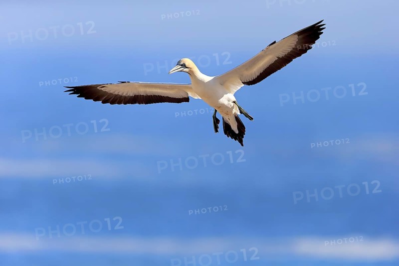 Cape Gannet (Morus capensis)
