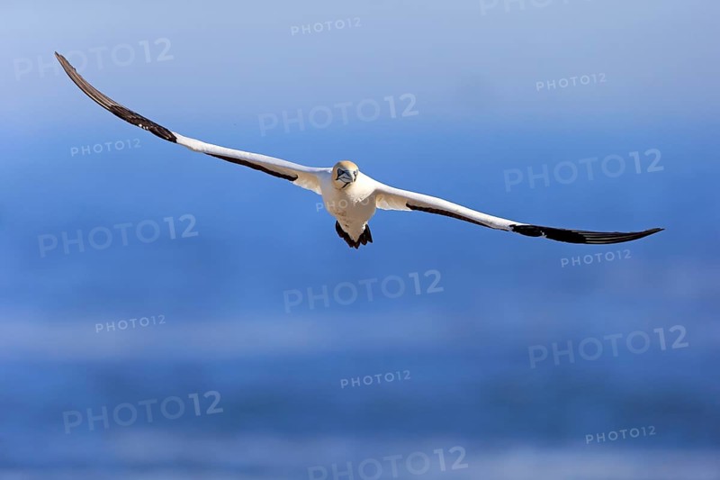 Cape Gannet (Morus capensis)