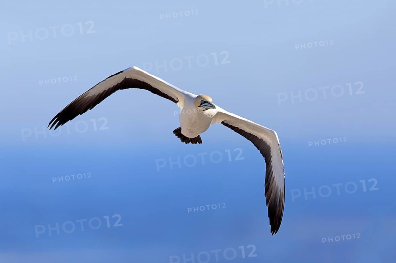 Cape Gannet (Morus capensis)